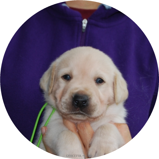 男の子(黄緑 母マリー)(A child of & マリー) 男の子(黄緑 母マリー)